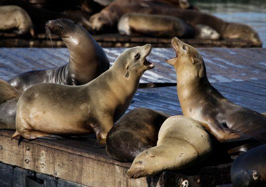 Sea Lions Sports Logo - San Francisco Bay cove closed after second sea lion attack