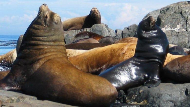 Sea Lions Sports Logo - Loud, smelly and 'spellbinding' — hundreds of huge sea lions ...