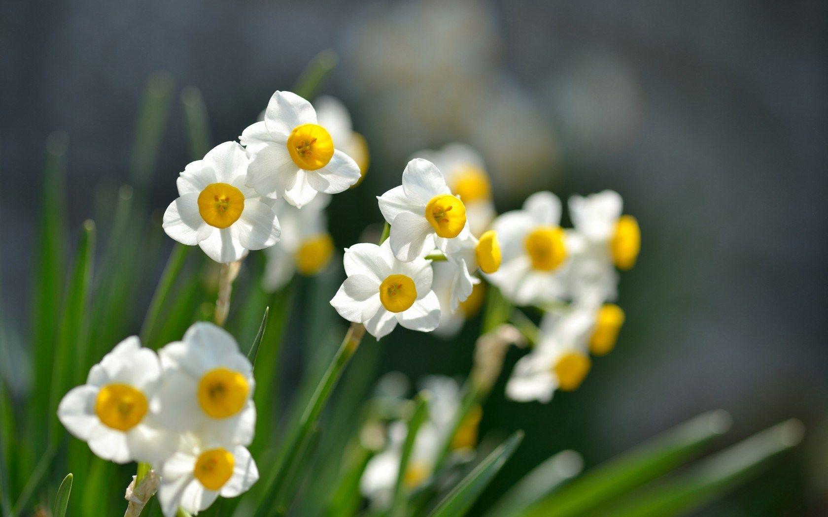 Narcissus Flower Logo - Narcissus flower HD wallpaper