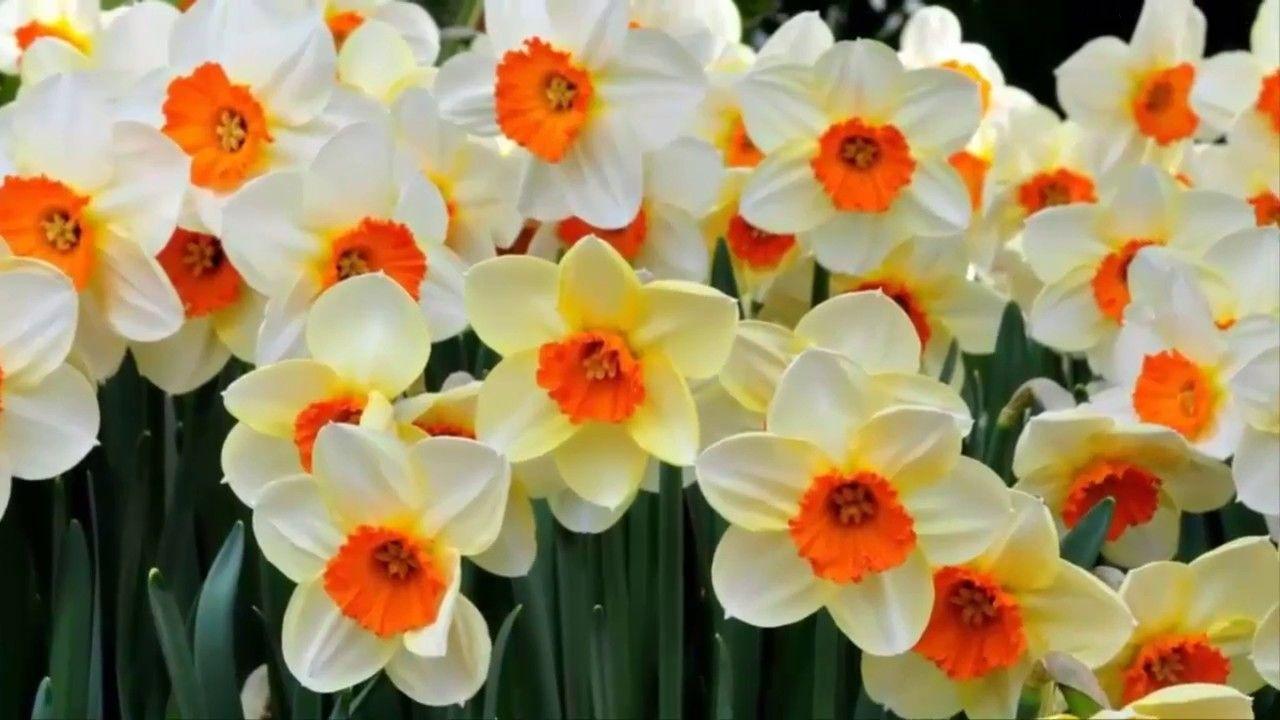 Narcissus Flower Logo - Narcissus flower | narcissus flowers bloom - YouTube