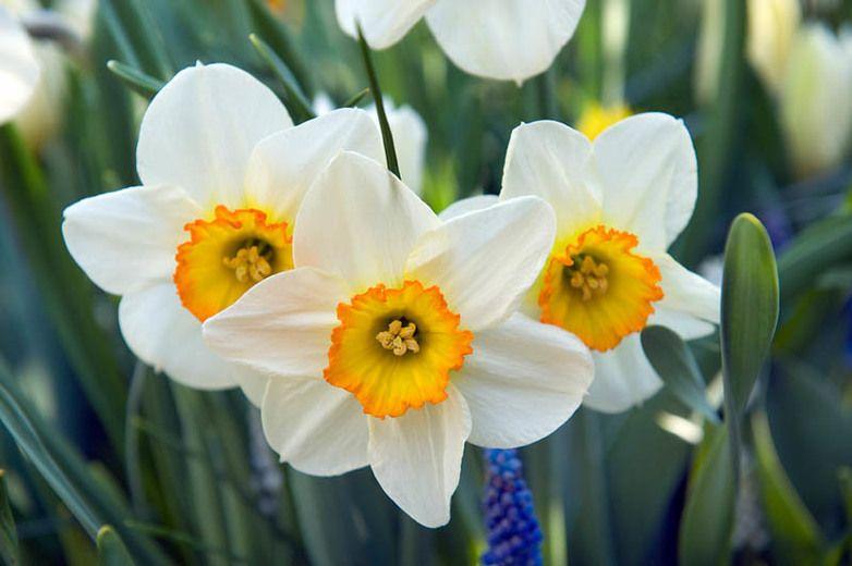 Narcissus Flower Logo - Narcissus 'Flower Record' (Large Cupped Daffodil)