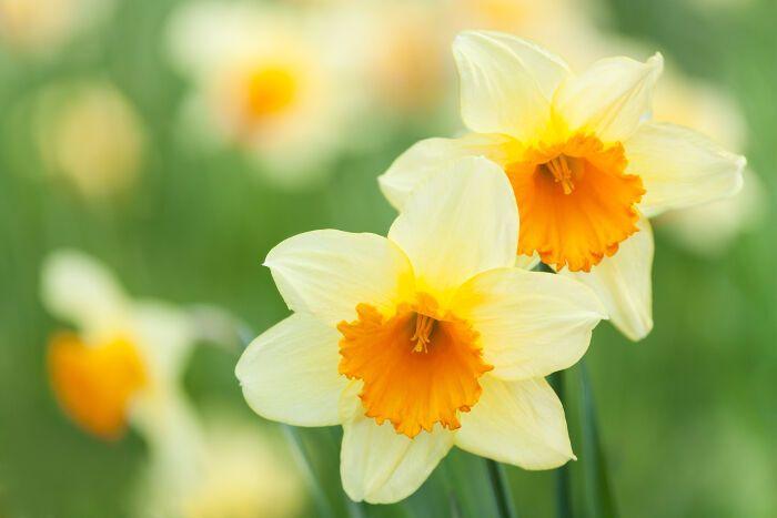 Narcissus Flower Logo - Narcissus Flower Meaning - Flower Meaning