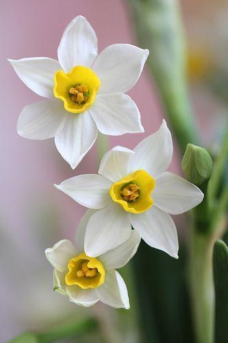 Narcissus Flower Logo - IMG_4132水仙花. Flowers ✿ܓ. Daffodils, Flowers
