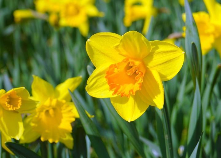 Narcissus Flower Logo - Daffodils: How to Plant, Grow, and Care for Daffodil Flowers | The ...