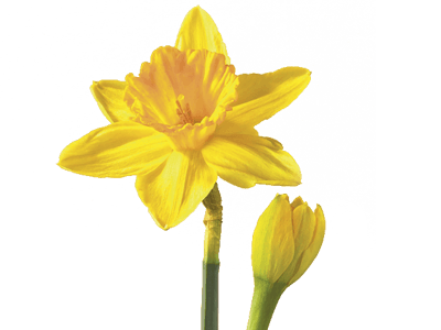 Narcissus Flower Logo - Daffodil/Narcissus Flower Meaning & Symbolism | Teleflora
