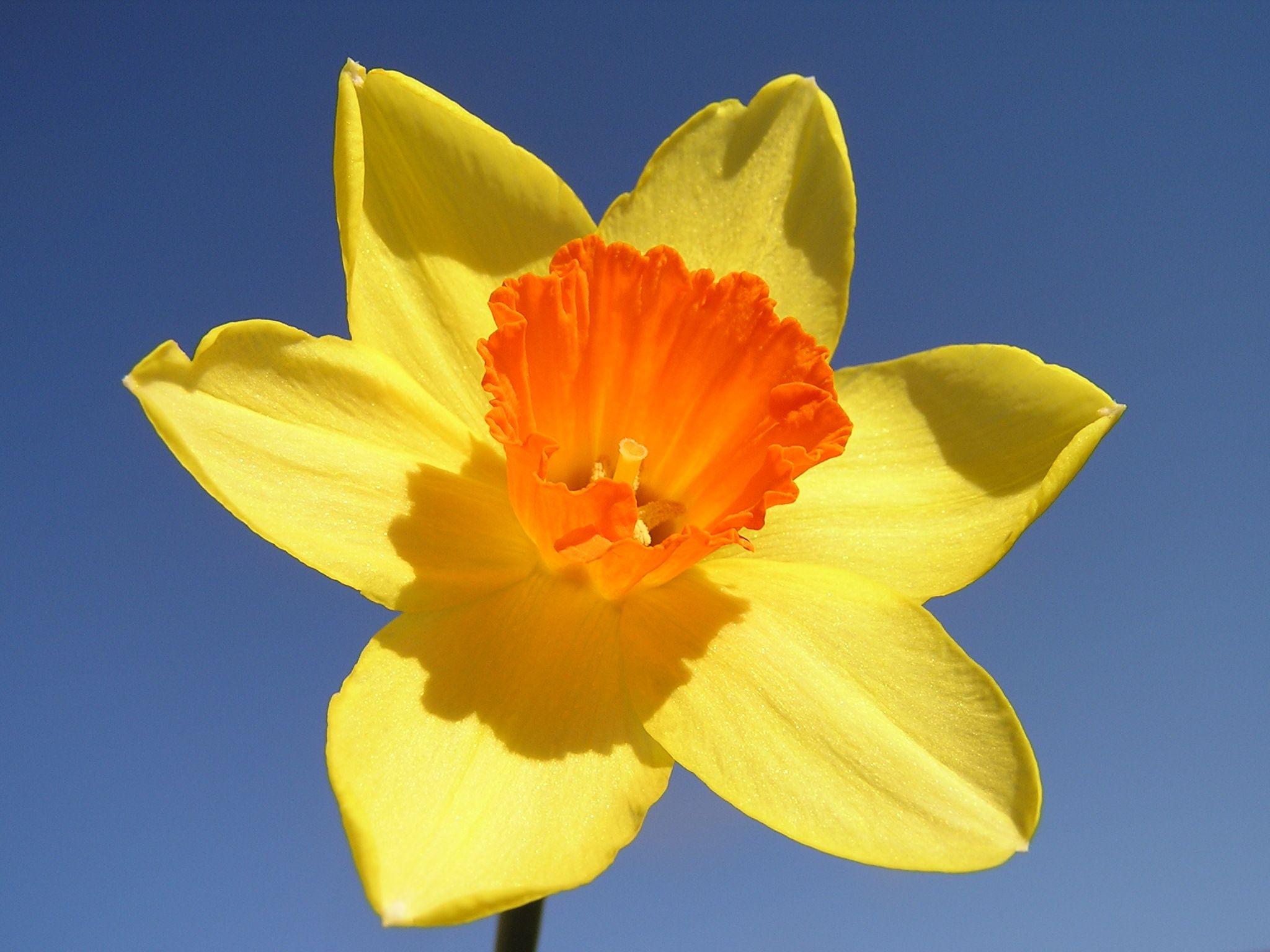 Narcissus Flower Logo - Daffodils