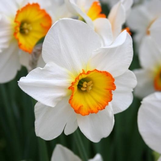 Narcissus Flower Logo - Daffodil Bulbs (Large Cupped) - 