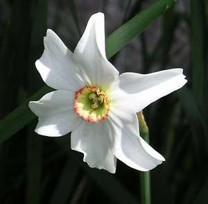 Narcissus Flower Logo - Narcissus | plant | Britannica.com