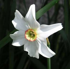 Narcissus Flower Logo - Narcissus