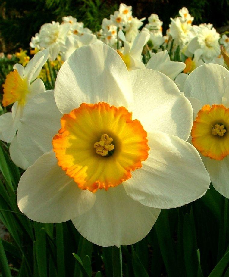 Narcissus Flower Logo - Narcissus Flower Record