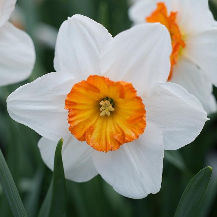 Narcissus Flower Logo - Narcissus / Daffodil Bulbs