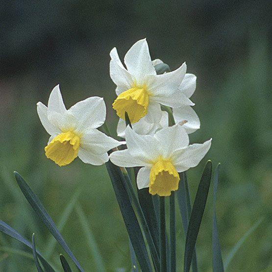 Narcissus Flower Logo - Daffodil