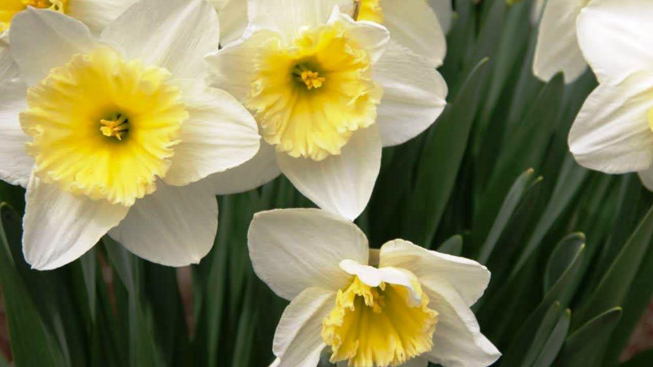 Narcissus Flower Logo - Narcissus of the Most Beautiful Flowers