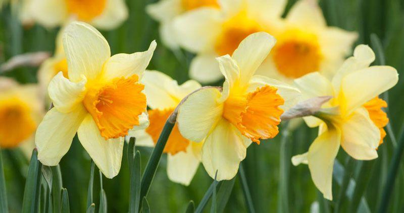 Narcissus Flower Logo - Daffodil Types