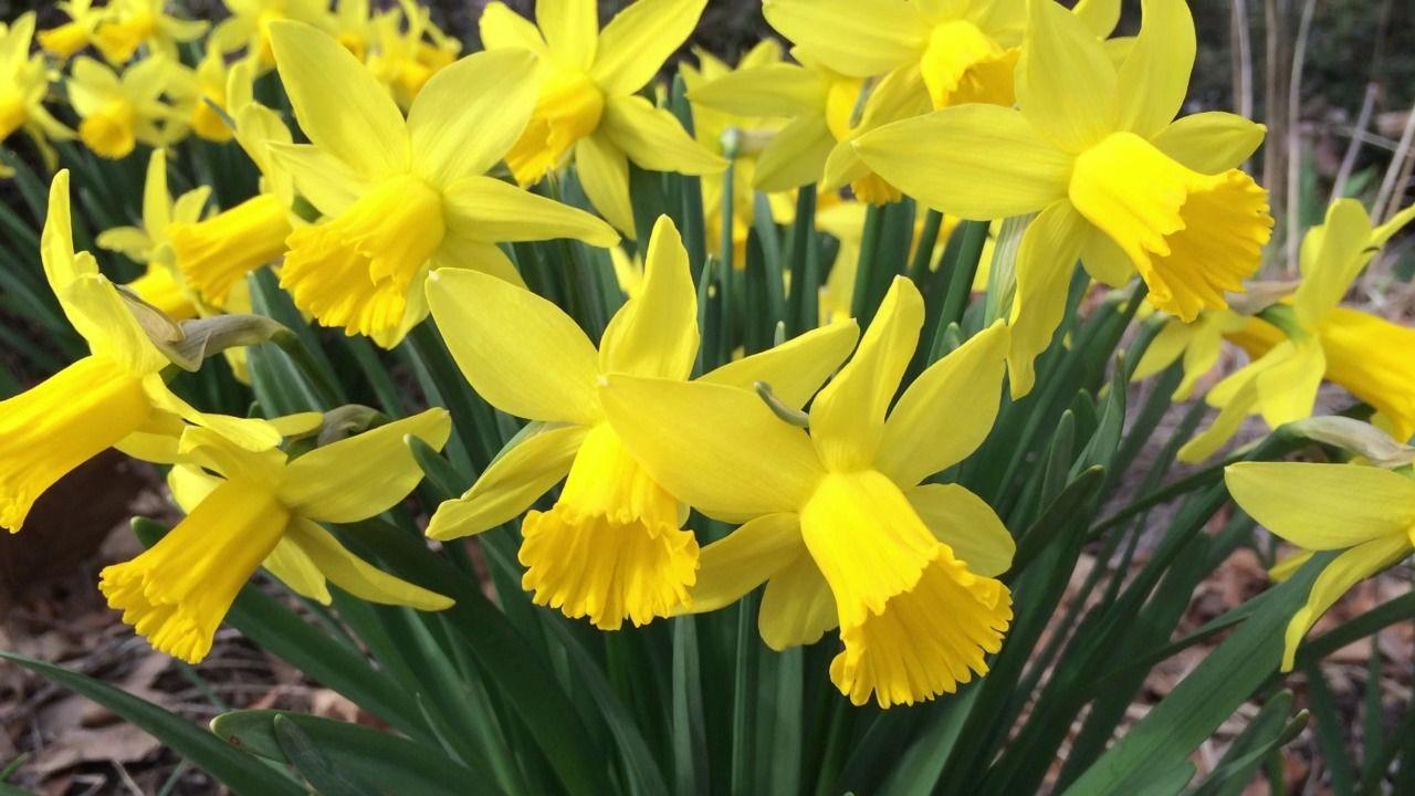 Narcissus Flower Logo - Daffodil Flower Bulbs, Narcissus