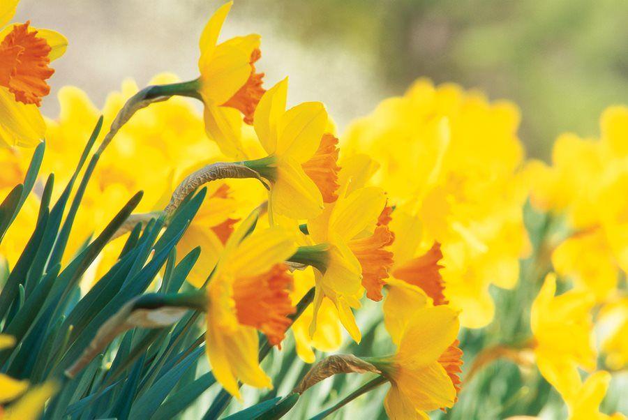 Narcissus Flower Logo - Daffodil Flowers: How to Grow Narcissus Bulbs