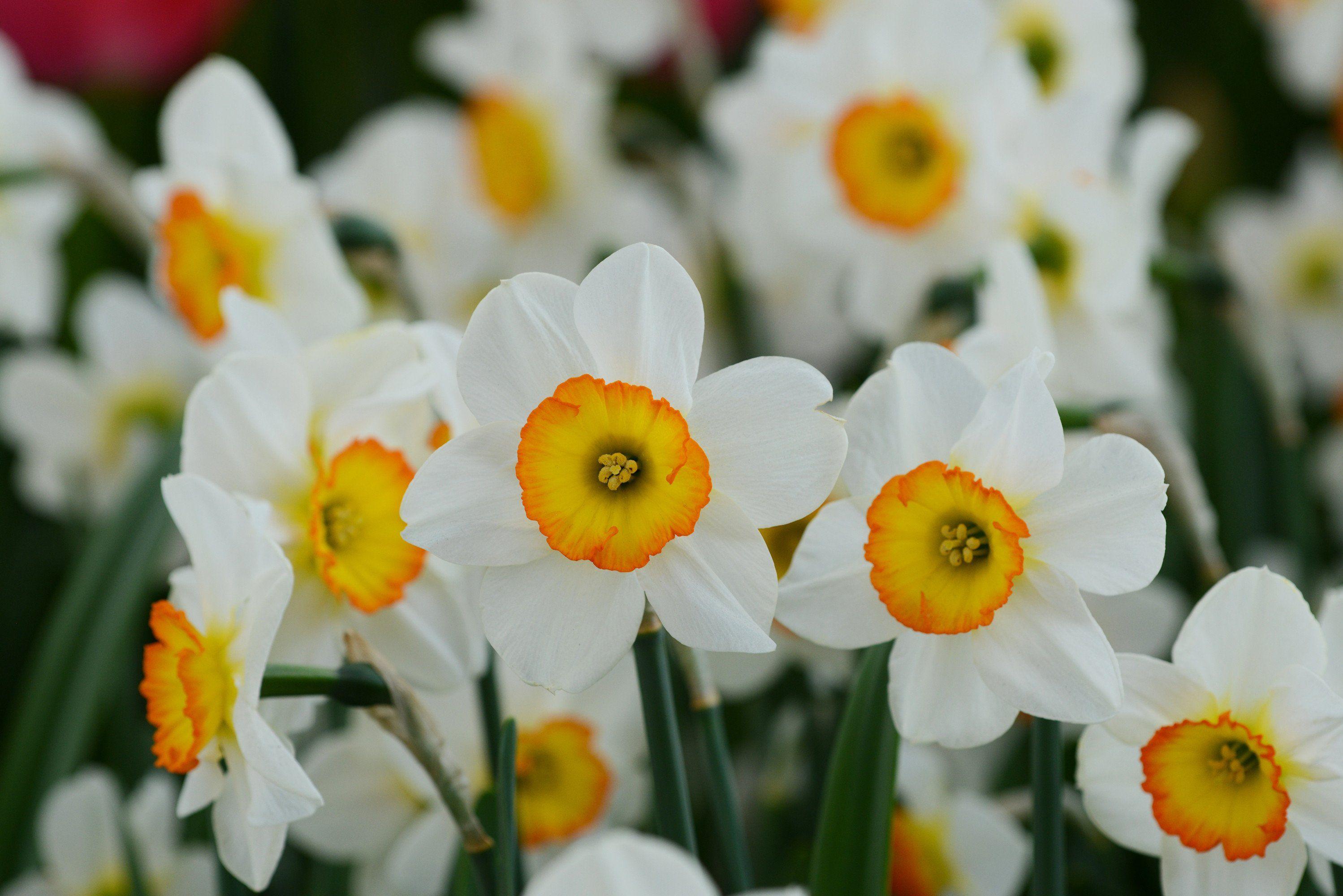 Narcissus Flower Logo - Daffodil Flower Record Landscaper Special