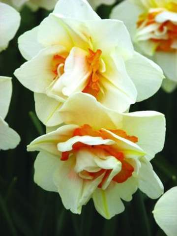 Narcissus Flower Logo - Narcissus