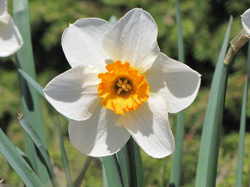 Narcissus Flower Logo - Flower Record Daffodil (Narcissus 'Flower Record') in Vancouver