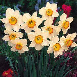 Narcissus Flower Logo - Buy Daffodil Flower Record Bulbs | J Parker Dutch Bulbs