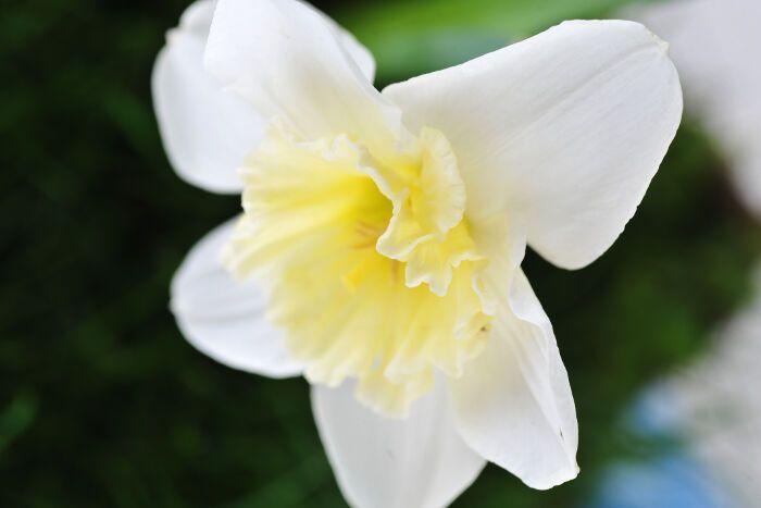 Narcissus Flower Logo - Narcissus Flower Meaning - Flower Meaning