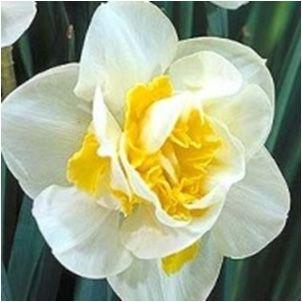 Narcissus Flower Logo - Narcissus Flower Drift Flower Bulbs - Qty 50 - Dutch Mill Bulbs