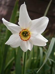 Narcissus Flower Logo - Narcissus poeticus