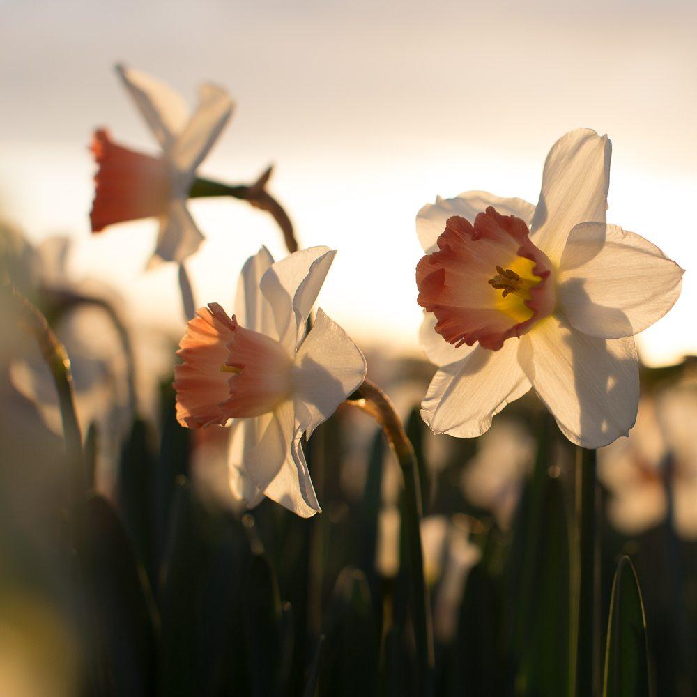 Narcissus Flower Logo - More reasons to love narcissus