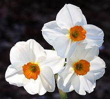 Narcissus Flower Logo - Narcissus (plant)