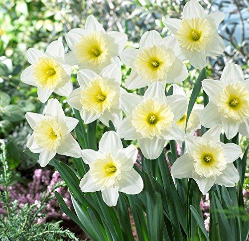 Narcissus Flower Logo - Daffodil Poeticus Flower Bulbs, Common Name Nargis Or Narcissus