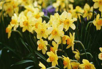 Narcissus Flower Logo - How to Take Care of Narcissus