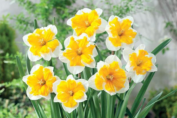 Narcissus Flower Logo - Narcissus
