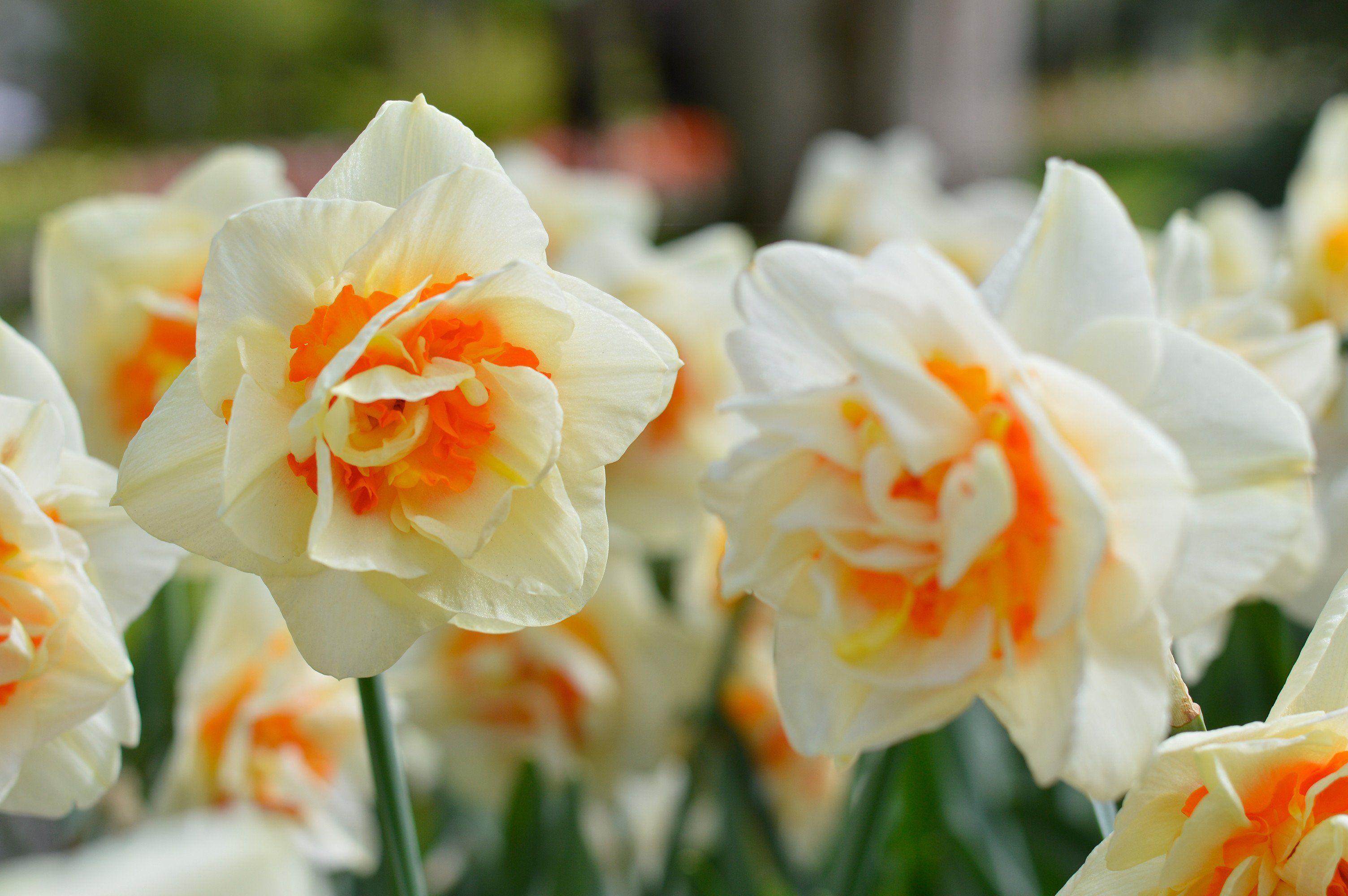 Narcissus Flower Logo - Daffodil Flower Parade. DutchGrown®