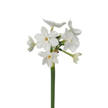 Narcissus Flower Logo - Narcissus Paper White Flower