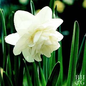 Narcissus Flower Logo - Daffodil, Double Hybrids
