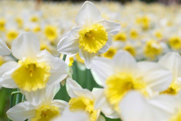 Narcissus Flower Logo - Narcissus Flower Meaning