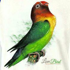 Love Bird Logo - Lovebird vector and illustration. LOGO. Love birds