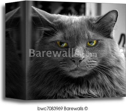 Black and White with Green Eye Logo - Canvas Print of Angry black and white cat with green eyes