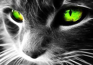 Black and White with Green Eye Logo - Framed Abstract Print & White Cat with Green Eyes Picture