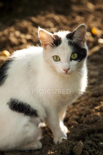 Black and White with Green Eye Logo - Black and white cat with green eyes sitting on ground — looking at ...