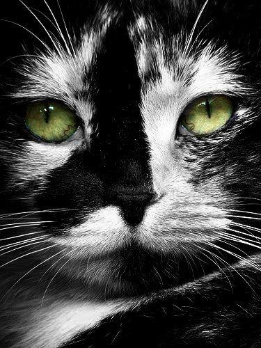 Black and White with Green Eye Logo - Green Eyed Black & White Cat Portrait #feline #photography