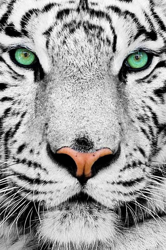 Black and White with Green Eye Logo - Green eyes, white tiger, not commen. Cute animals. Animals, Cats