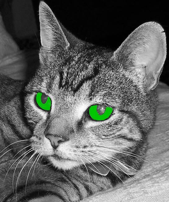 Black and White with Green Eye Logo - Tabby cat in black and white but with green eyes by Les Morris