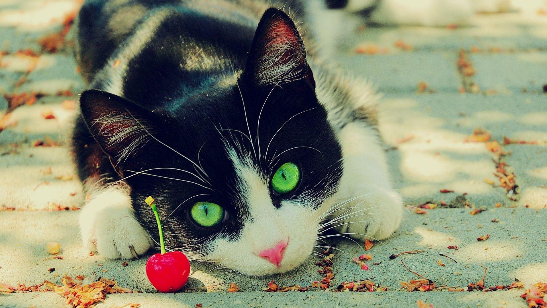 Black and White with Green Eye Logo - Black And White Cat With Green Eyes Picture HD