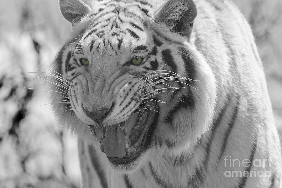 Black and White with Green Eye Logo - Green Eyes In Black And White Tiger Photograph by Janice Pariza