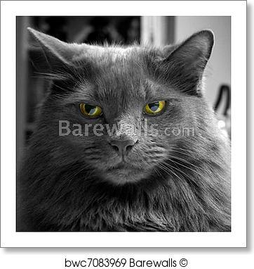 Black and White with Green Eye Logo - Art Print of Angry black and white cat with green eyes | Barewalls ...