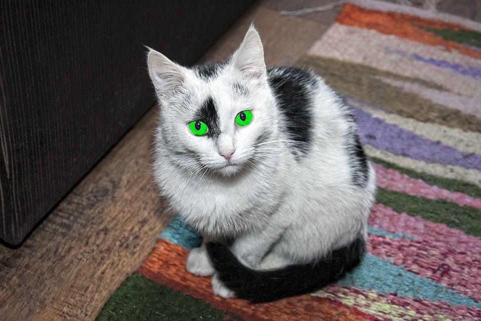 Black and White with Green Eye Logo - Free photo Animal Cat Black And White Charming Green Eyes
