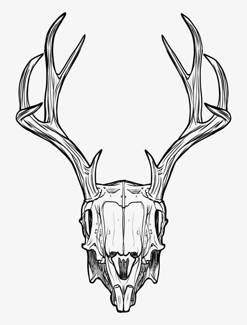 Jackalope Skull Logo - Deer Skull Skull Transparent PNG