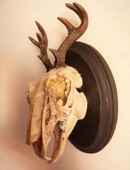 Jackalope Skull Logo - I made a mounted jackalope skull. : somethingimade