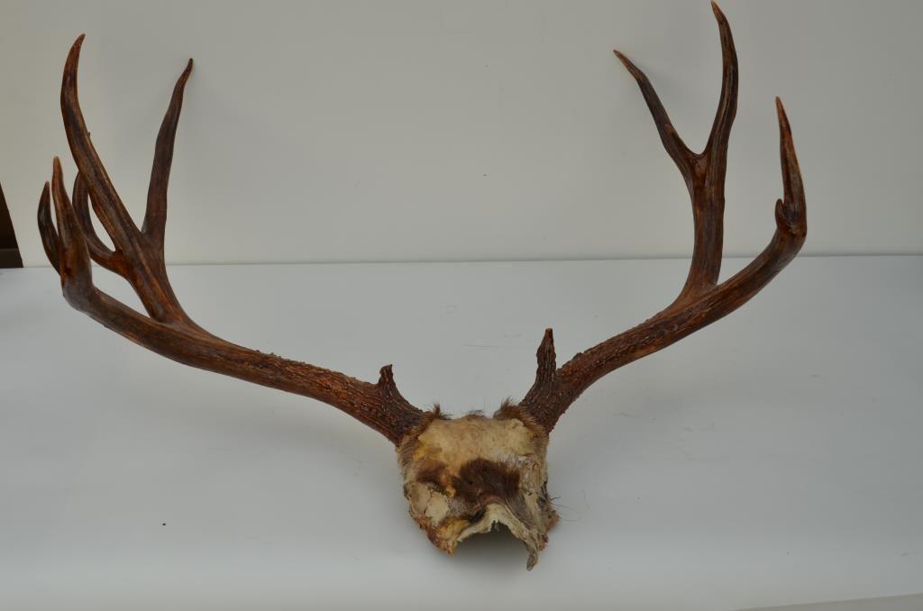Jackalope Skull Logo - Misc. lot including elk and moose horns, a jackalope mount, a deer ...